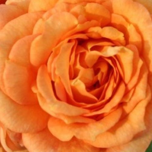 Rosa Bentheimer Gold ® - rosa de fragancia discreta - Árbol de Rosas Floribunda - rosal de pie alto - naranja - W. Kordes & Sons- forma de corona tupida - Rosal de árbol con multitud de flores que se abren en grupos no muy densos.